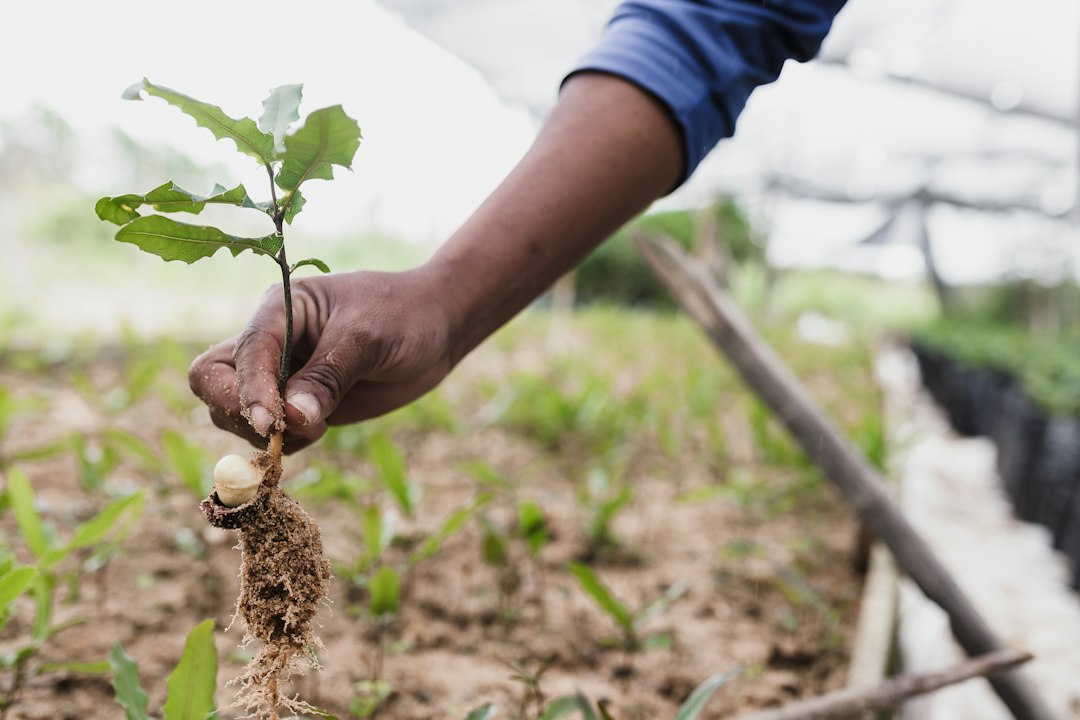 Cultivo agrícola documentado
